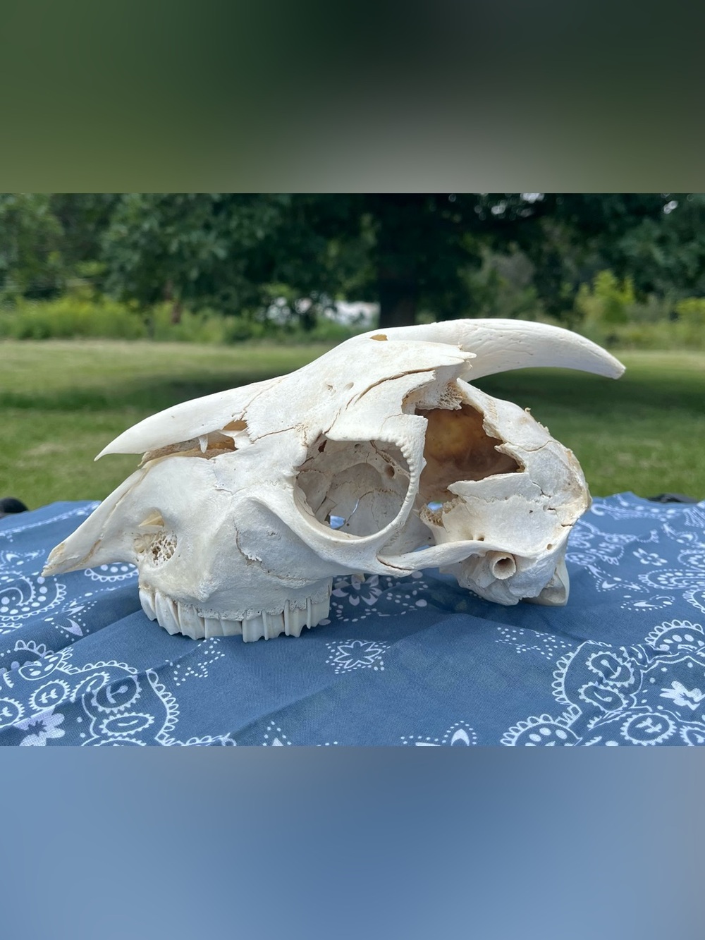 Goat Skull - Animal Bones - Taxidermy - Blue Bandana
